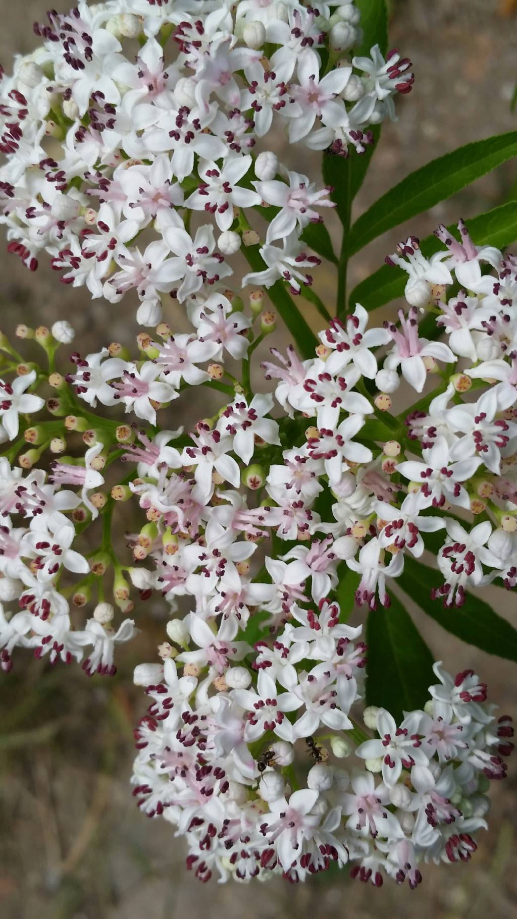 Sambucus ebulus